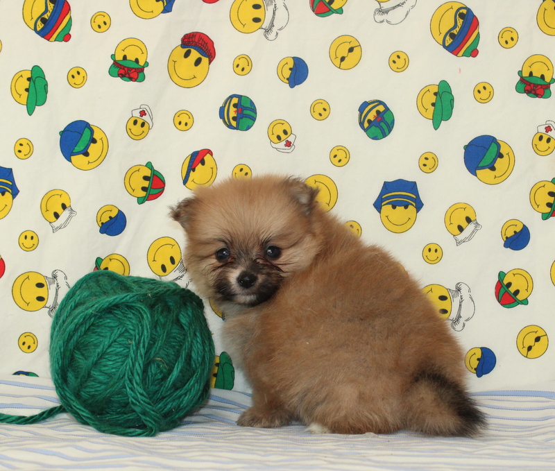 puppy, for, sale, Pomeranian, Matthew B. Stoltzfus, dog, breeder, Gap, PA, dog-breeder, puppy-for-sale, forsale, nearby, find, puppyfind, locator, puppylocator, aca